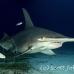 shark_hammerhead_great_bim_h_0158_bim0199.jpg